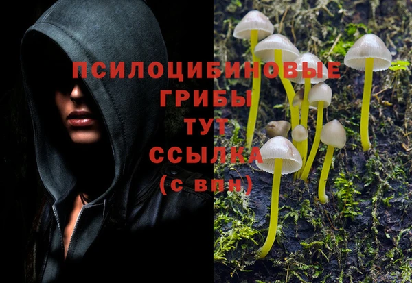 гашик Козельск